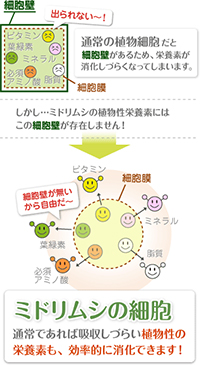 ミドリムシの細胞